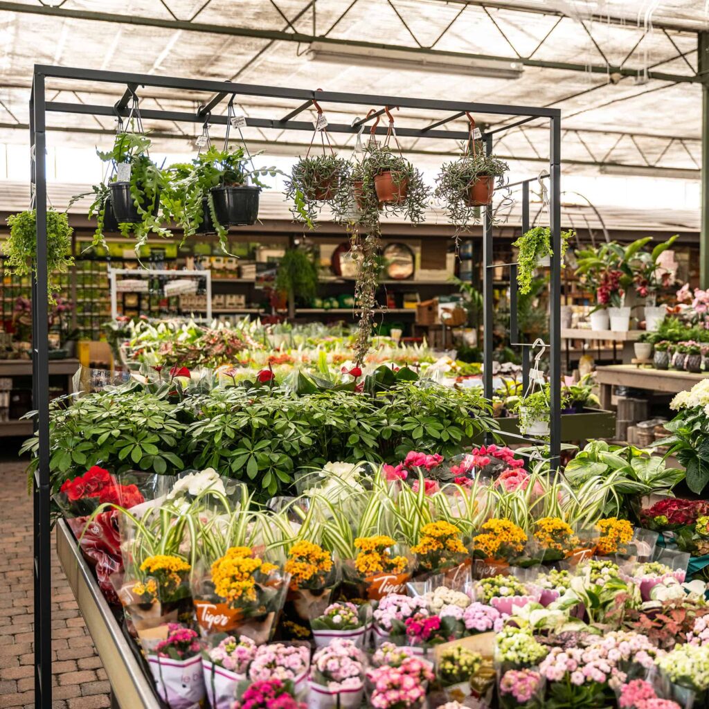 Jardinerie Bellis Mouscron - fleurs et plantes