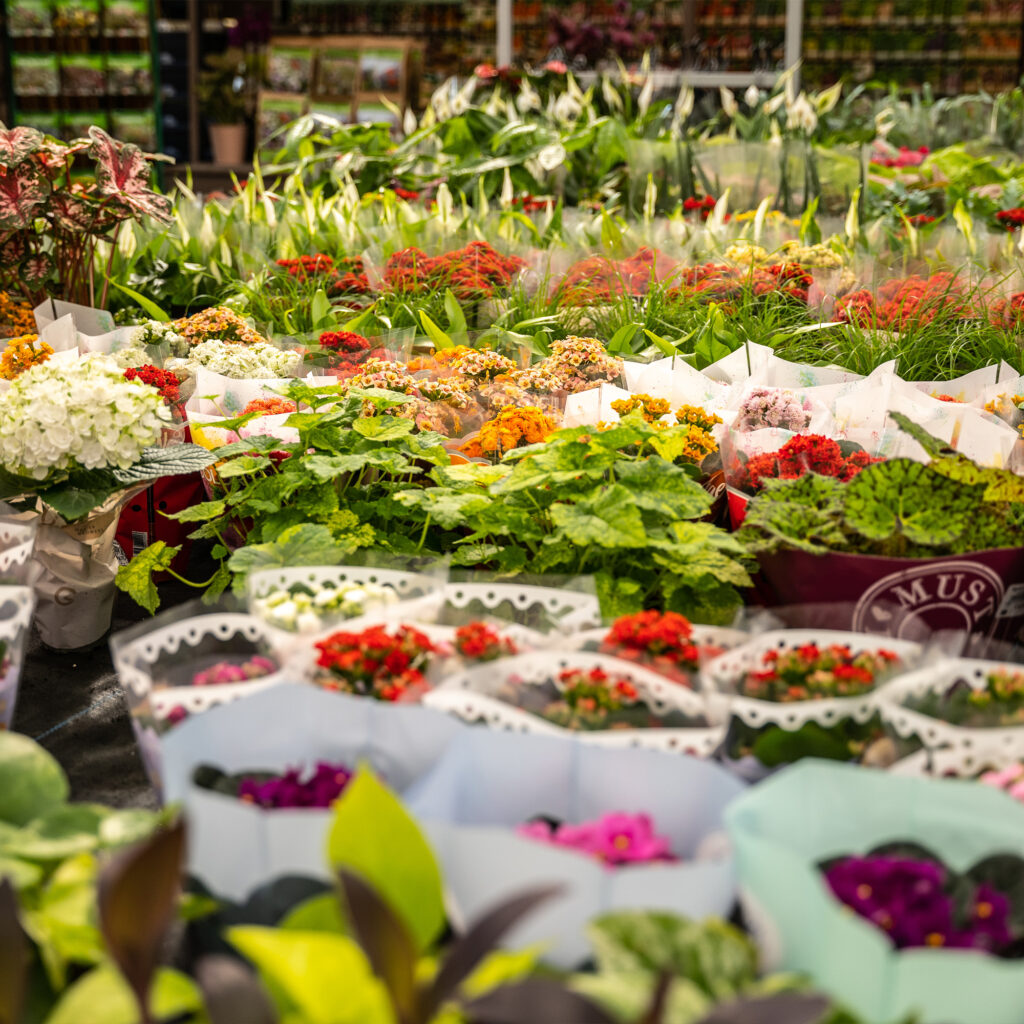 Jardinerie Bellis Mouscron - Composition mariage