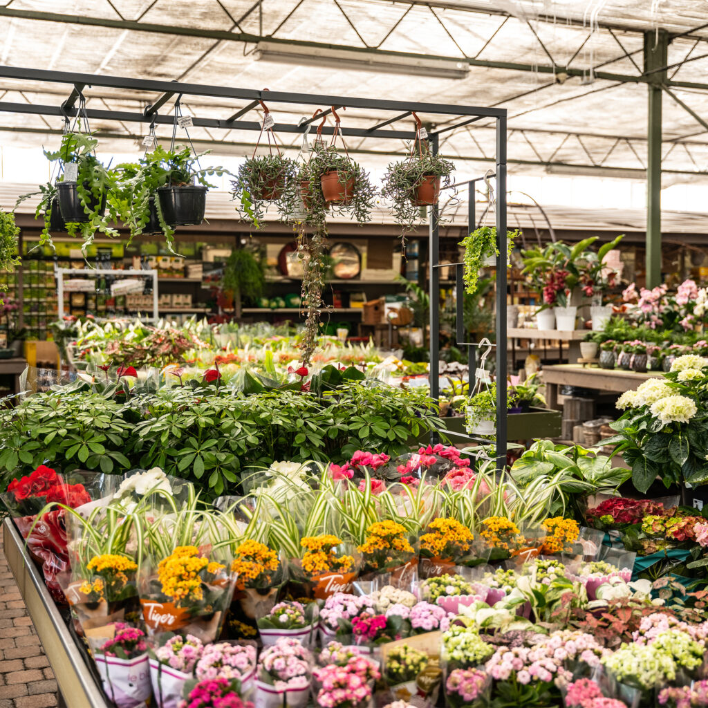 Bellis Mouscron - jardinerie