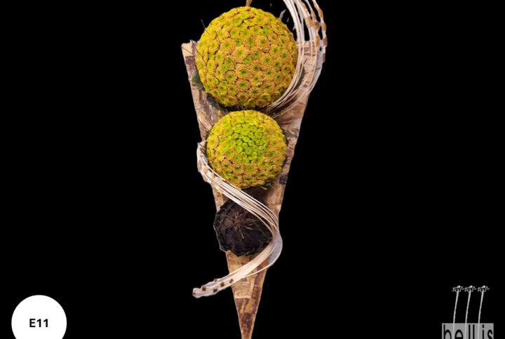 Bellis Mouscron - Compositions